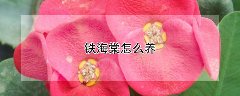 鐵海棠怎么養(yǎng)