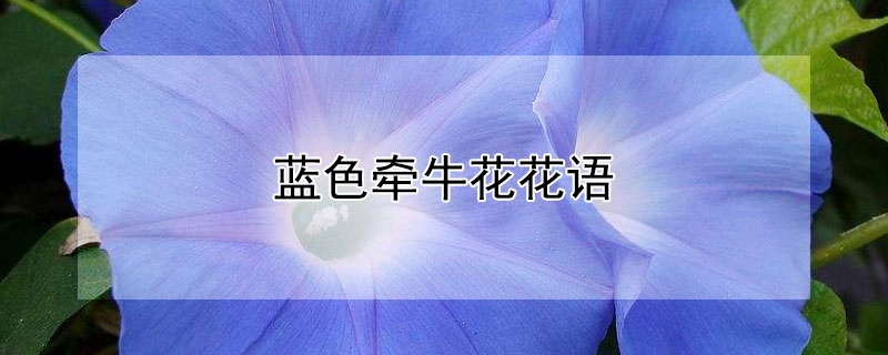 藍色牽牛花花語