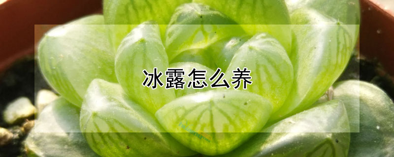 冰露怎么養(yǎng)