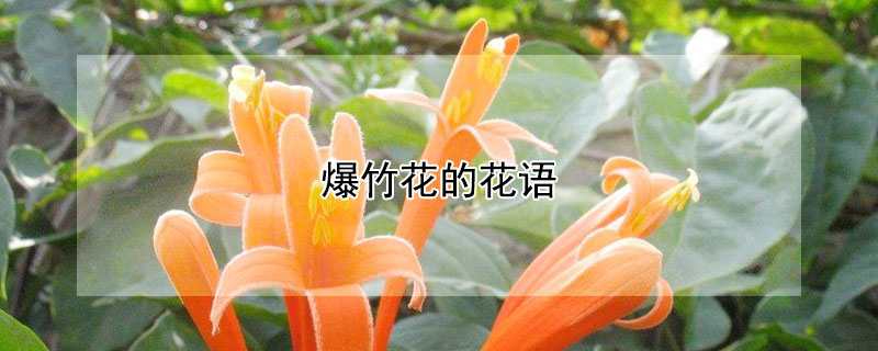 爆竹花的花語(yǔ)