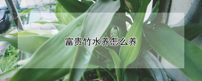 富貴竹水養(yǎng)怎么養(yǎng)