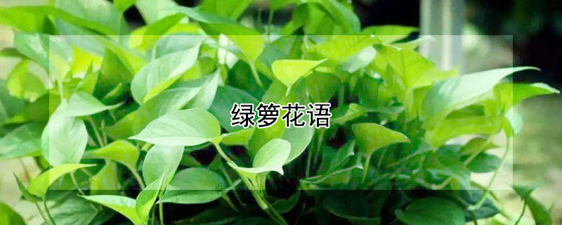 綠籮花語(yǔ)