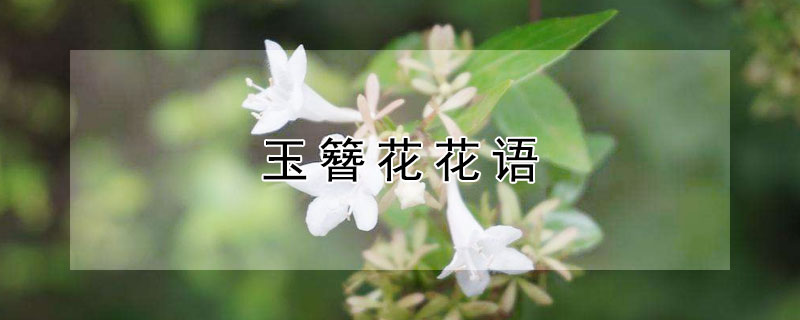 玉簪花花語