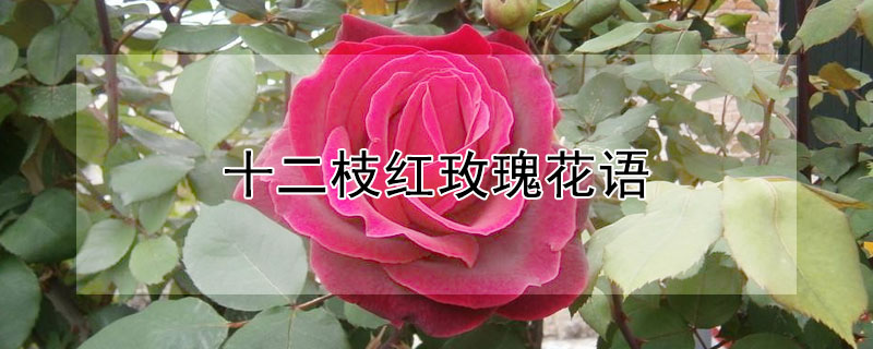 十二枝紅玫瑰花語(yǔ)