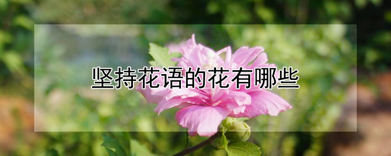 堅(jiān)持花語(yǔ)的花有哪些