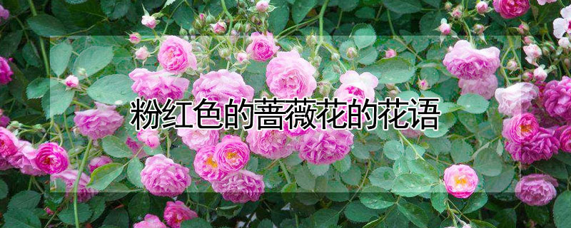 粉紅色的薔薇花的花語(yǔ)