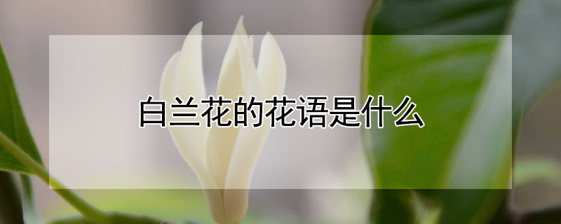 白蘭花的花語(yǔ)是什么