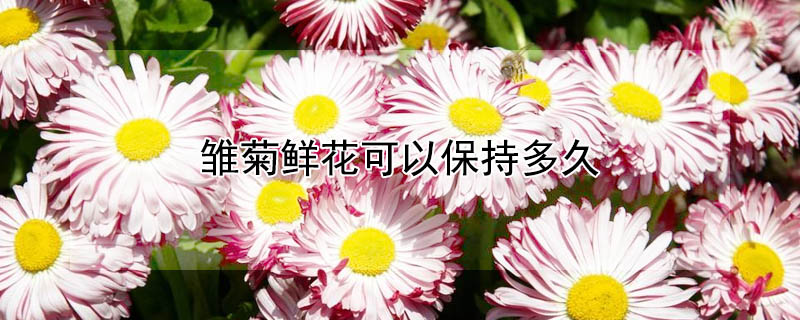 雛菊鮮花可以保持多久