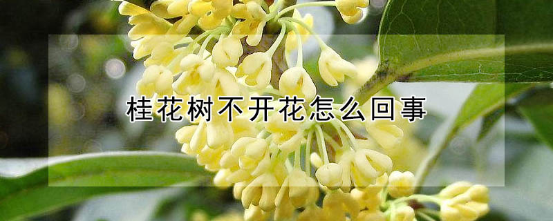 桂花樹不開花怎么回事