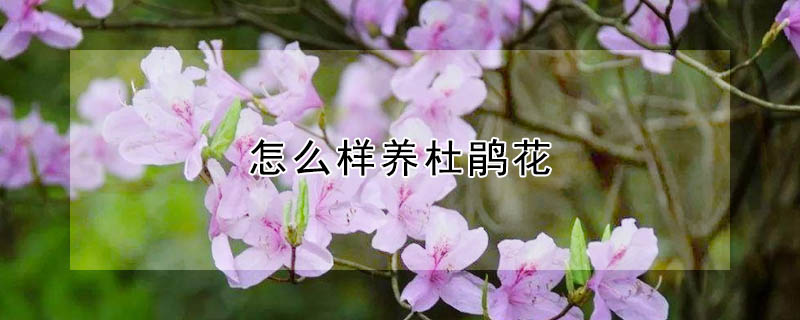 怎么樣養杜鵑花