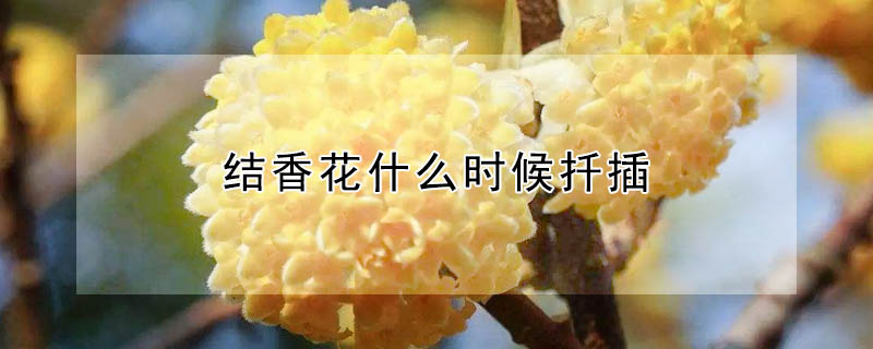 結香花什么時候扦插