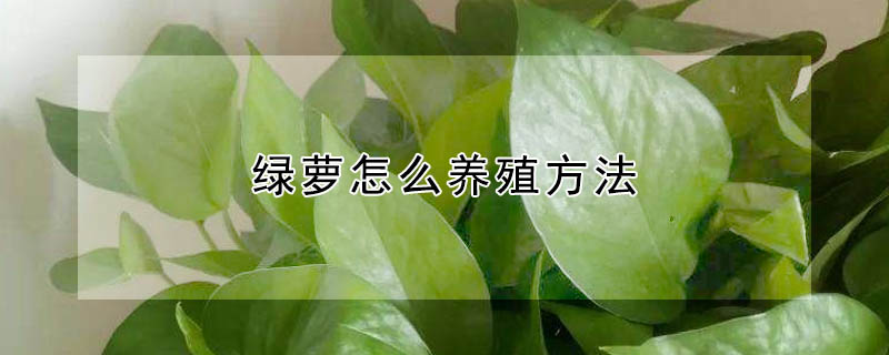 綠蘿怎么養殖方法