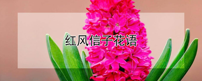 紅風(fēng)信子花語