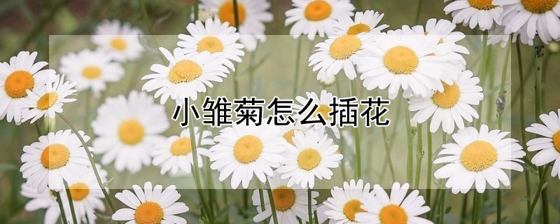 小雛菊怎么插花