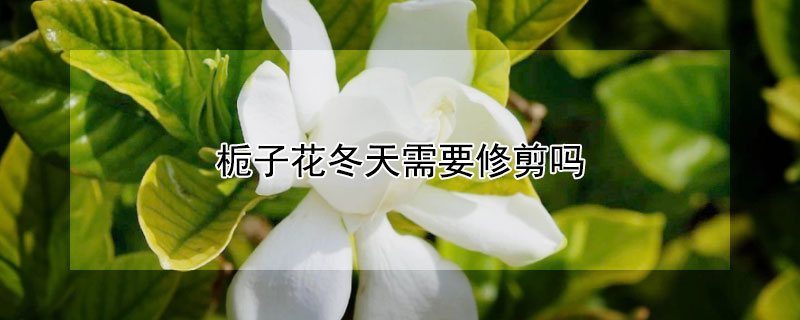 梔子花冬天需要修剪嗎