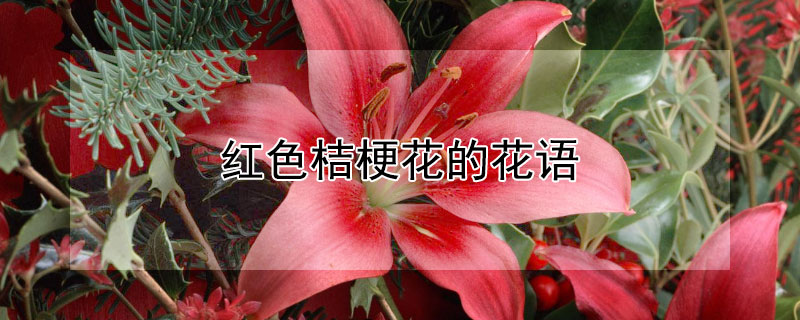 紅色桔梗花的花語