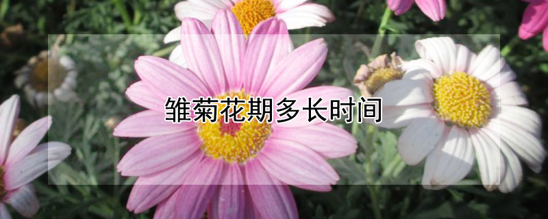 雛菊花期多長時間