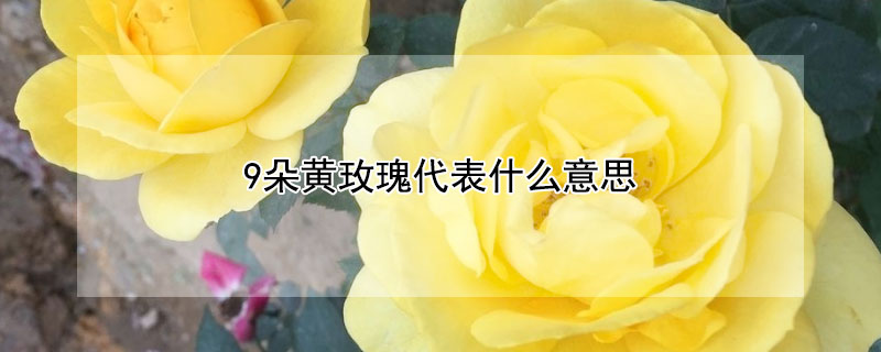 9朵黃玫瑰代表什么意思