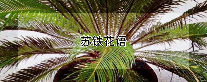 蘇鐵花語