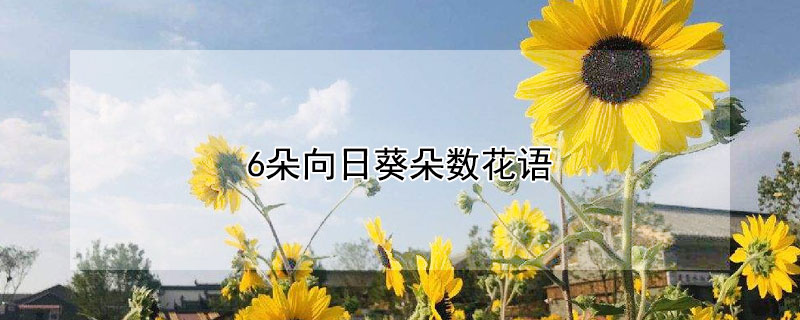 6朵向日葵朵數花語