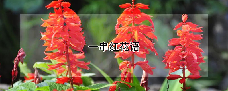 一串紅花語(yǔ)