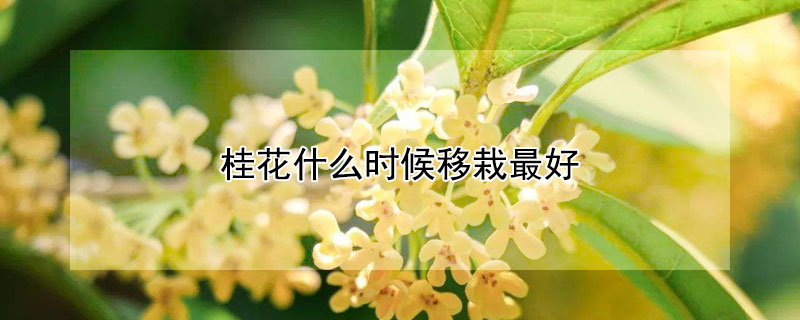 桂花什么時(shí)候移栽最好