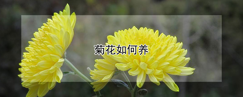 菊花如何養(yǎng)