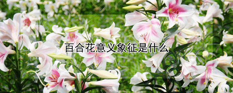 百合花意義象征是什么