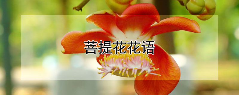 菩提花花語(yǔ)