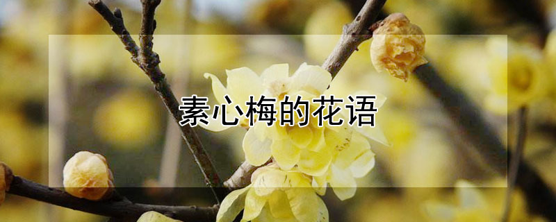 素心梅的花語(yǔ)