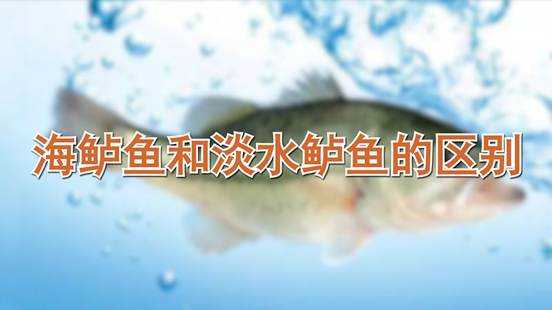 海鱸魚和淡水鱸魚的區別