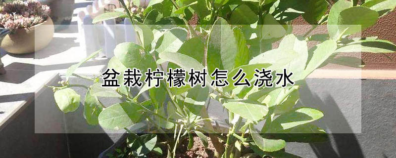 盆栽檸檬樹(shù)怎么澆水