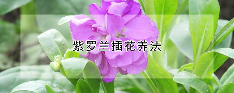 紫羅蘭插花養(yǎng)法