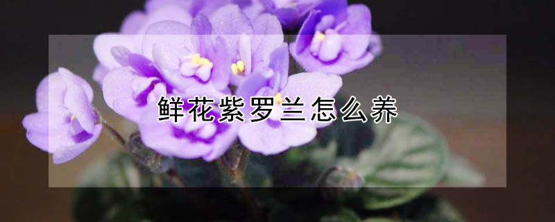 鮮花紫羅蘭怎么養