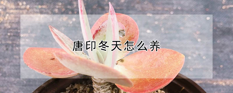 唐印冬天怎么養(yǎng)