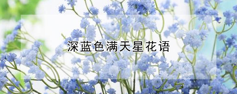 深藍(lán)色滿天星花語