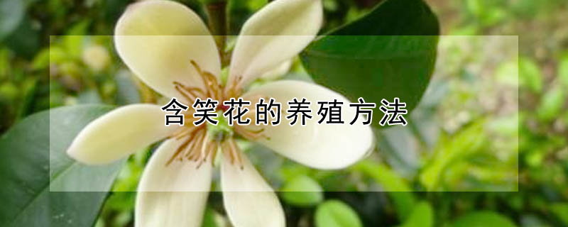 含笑花的養(yǎng)殖方法