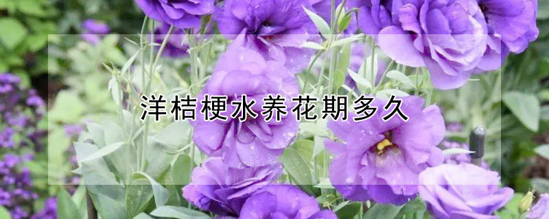 洋桔梗水養花期多久