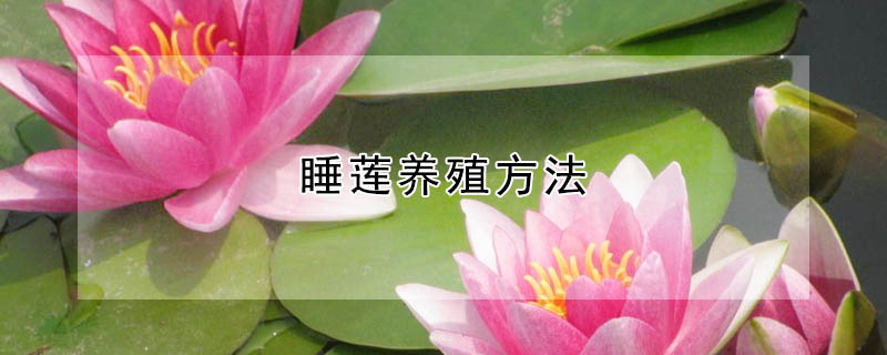 睡蓮養(yǎng)殖方法