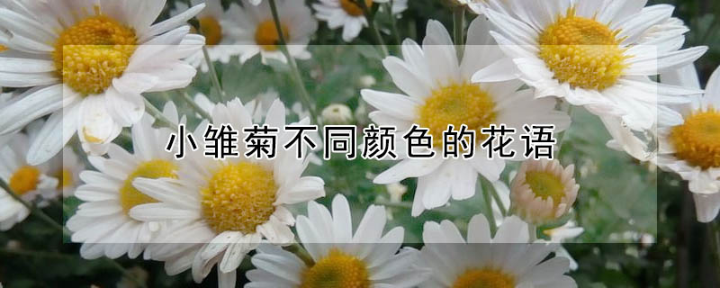 小雛菊不同顏色的花語