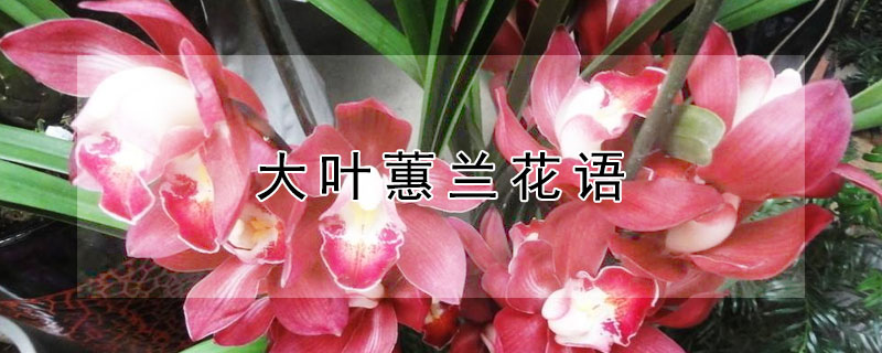 大葉蕙蘭花語