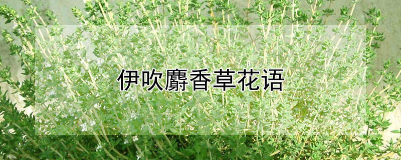 伊吹麝香草花語(yǔ)