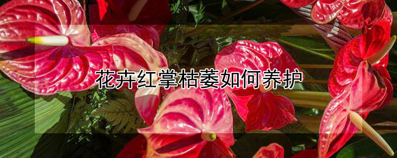 花卉紅掌枯萎如何養(yǎng)護