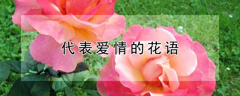 代表愛情的花語(yǔ)