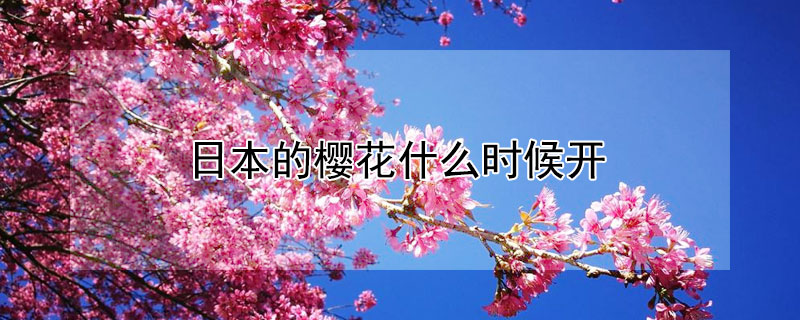 日本的櫻花什么時(shí)候開(kāi)