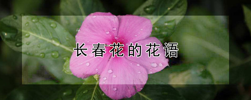 長春花的花語