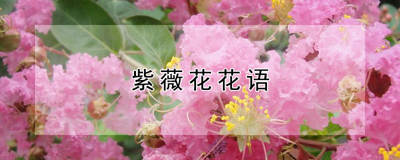 紫薇花花語