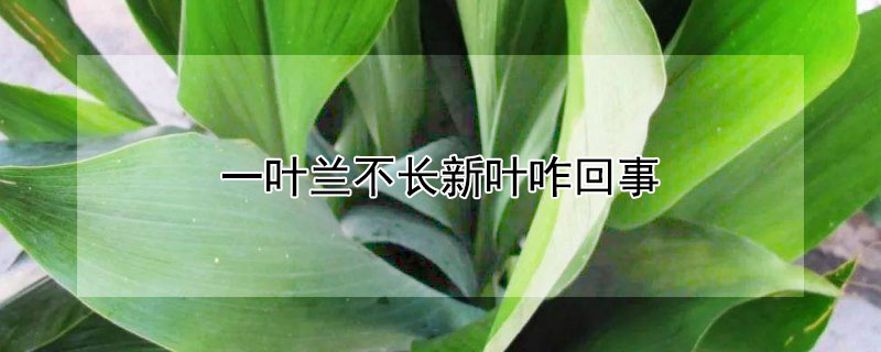 一葉蘭不長(zhǎng)新葉咋回事