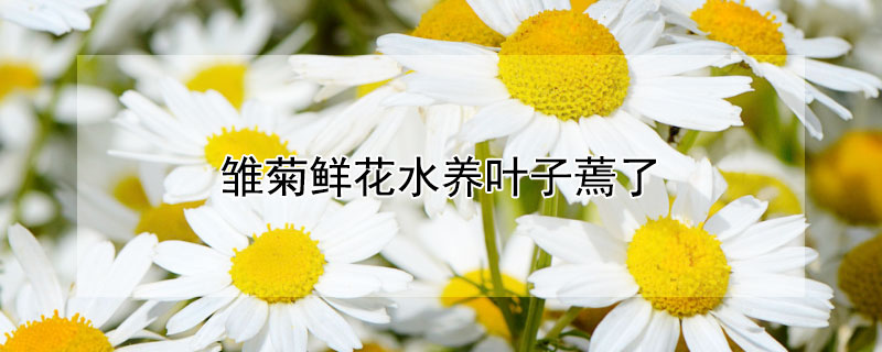 雛菊鮮花水養(yǎng)葉子蔫了