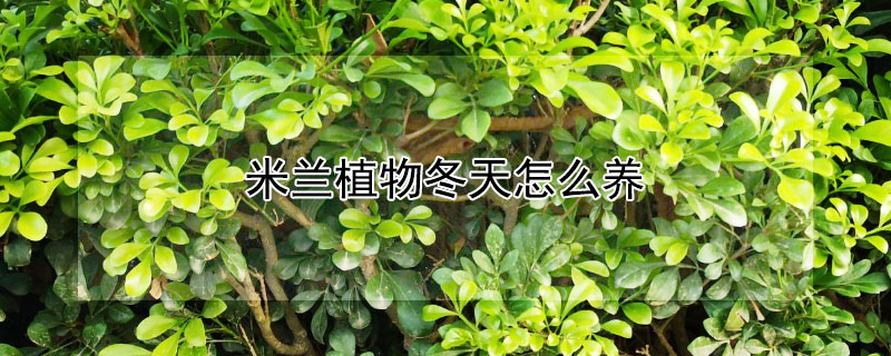 米蘭植物冬天怎么養(yǎng)